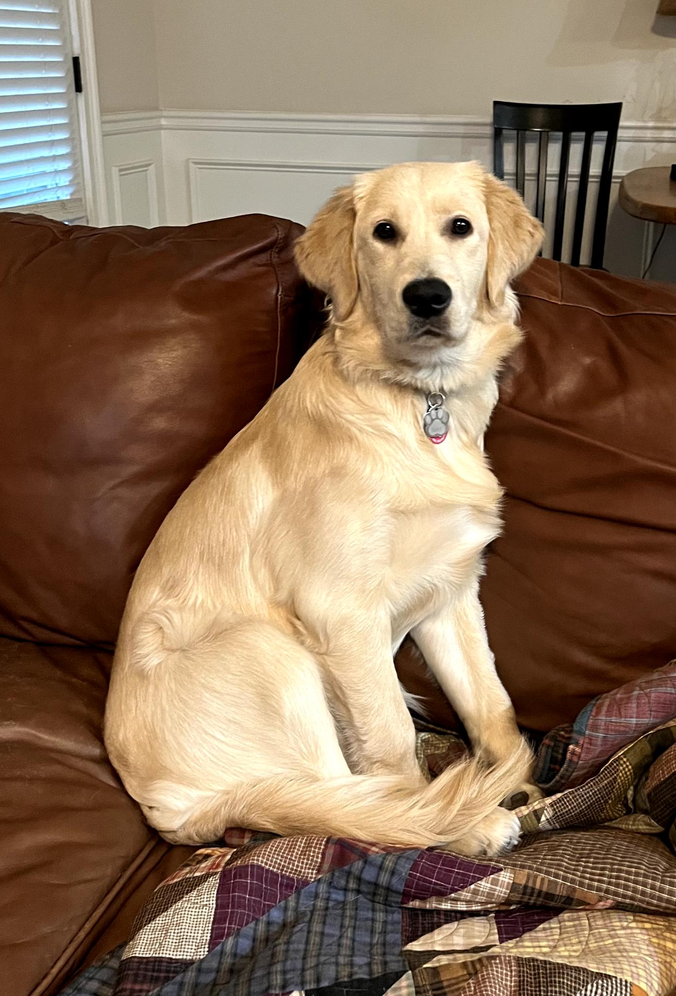 Picture of Biscotti