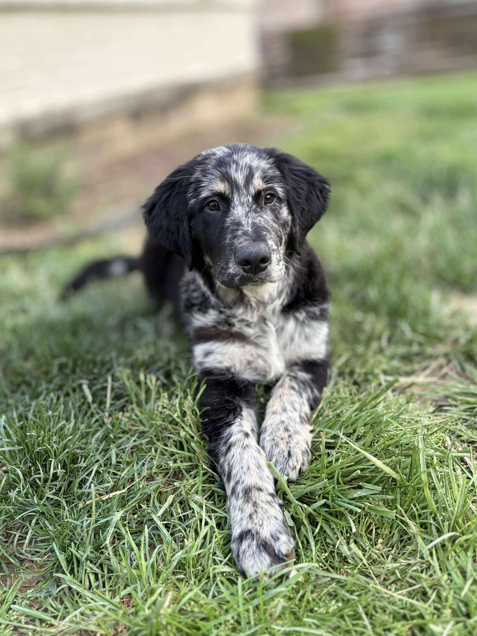 Picture of Oreo