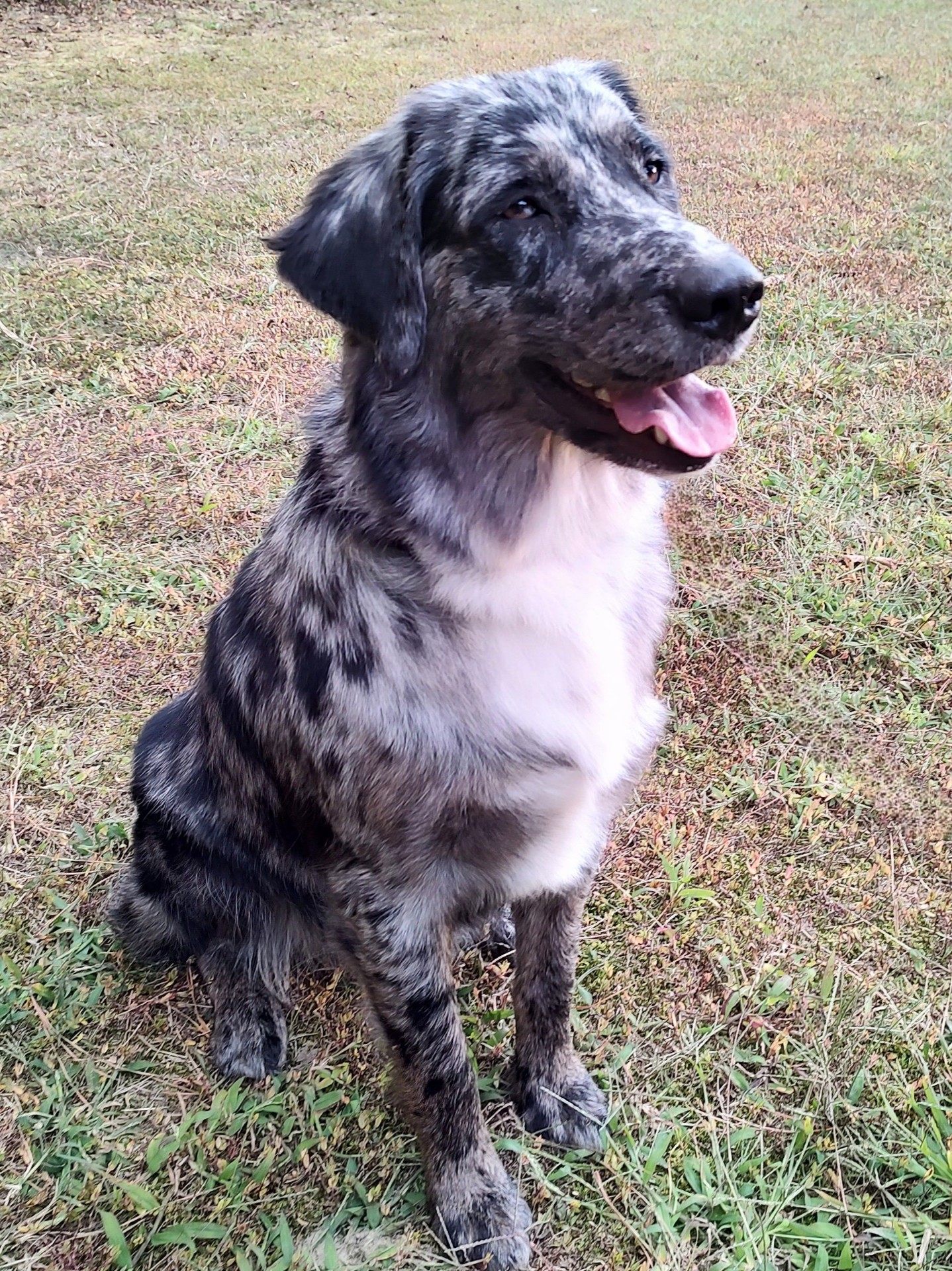 Picture of Koey 1