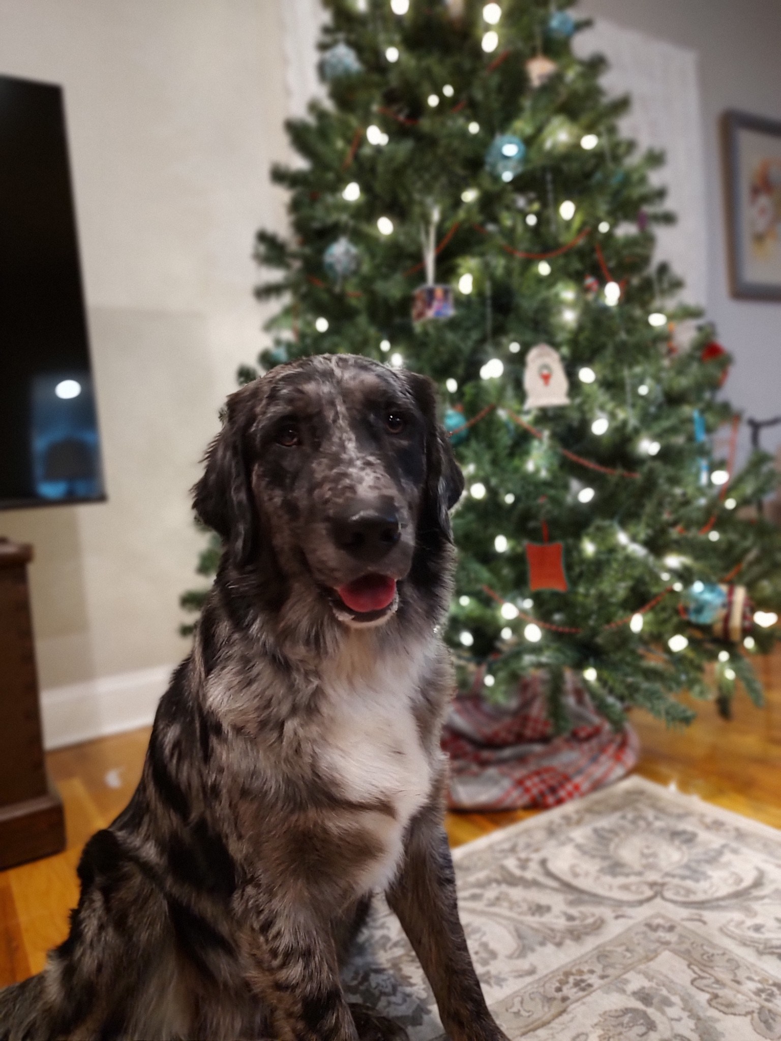 Picture of Koey 2