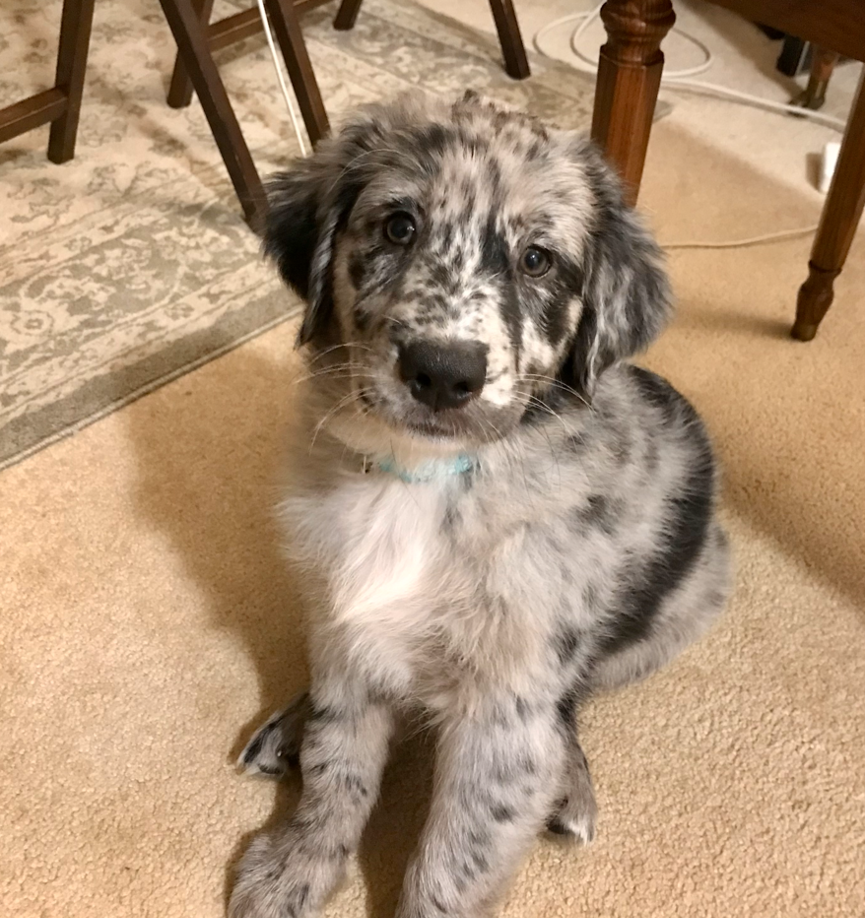 Picture of Koey 4